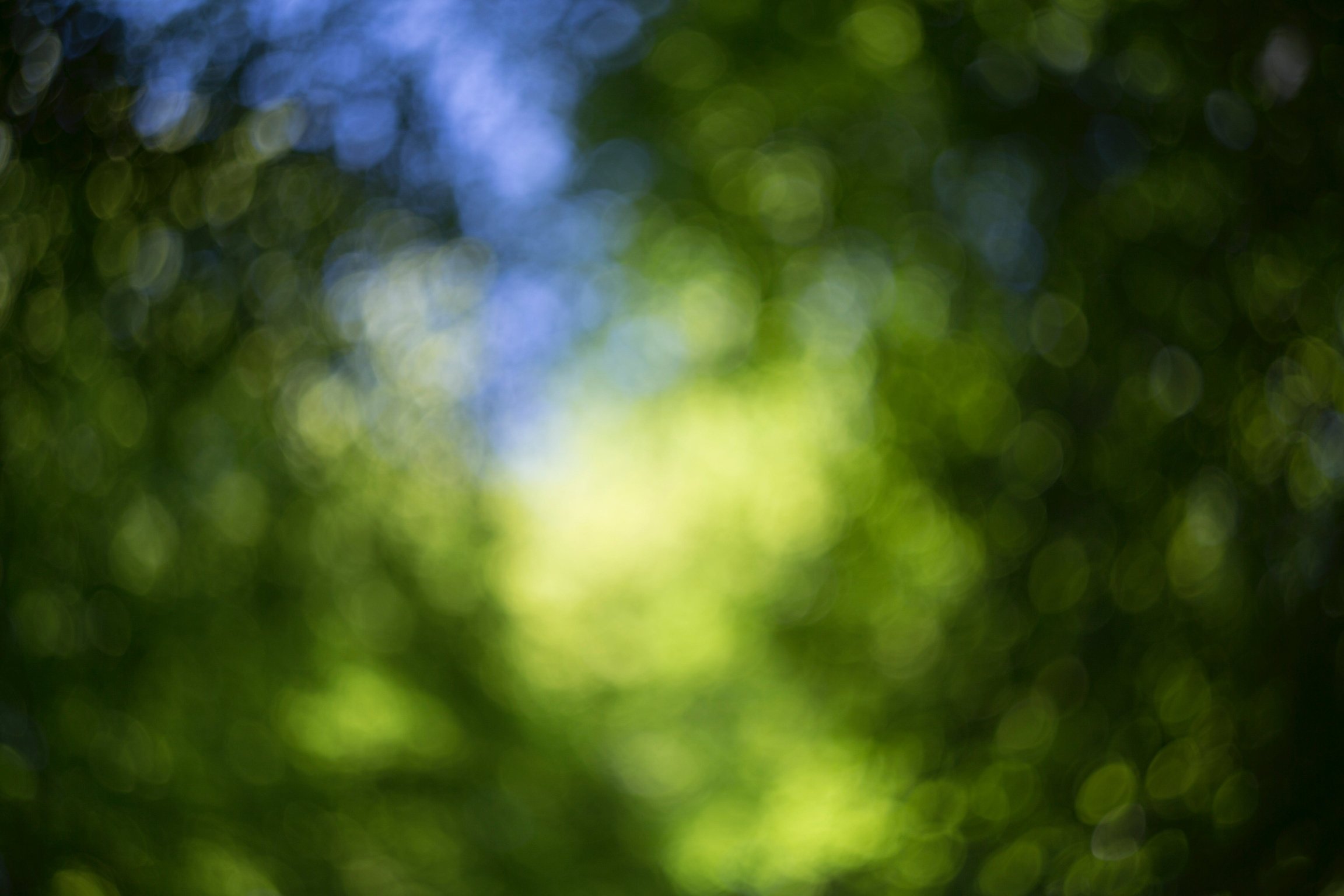 Blurred nature background 